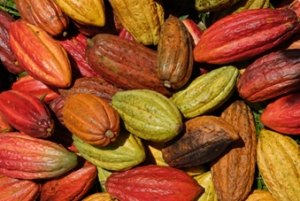 Avances en la implementación del proyecto de producción sostenible de cacao fino de aroma