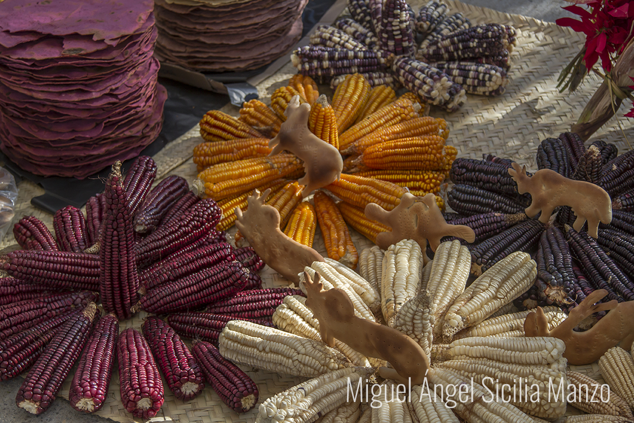 Diversidad de maíces en México
