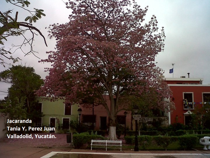 Jacaranda.jpg