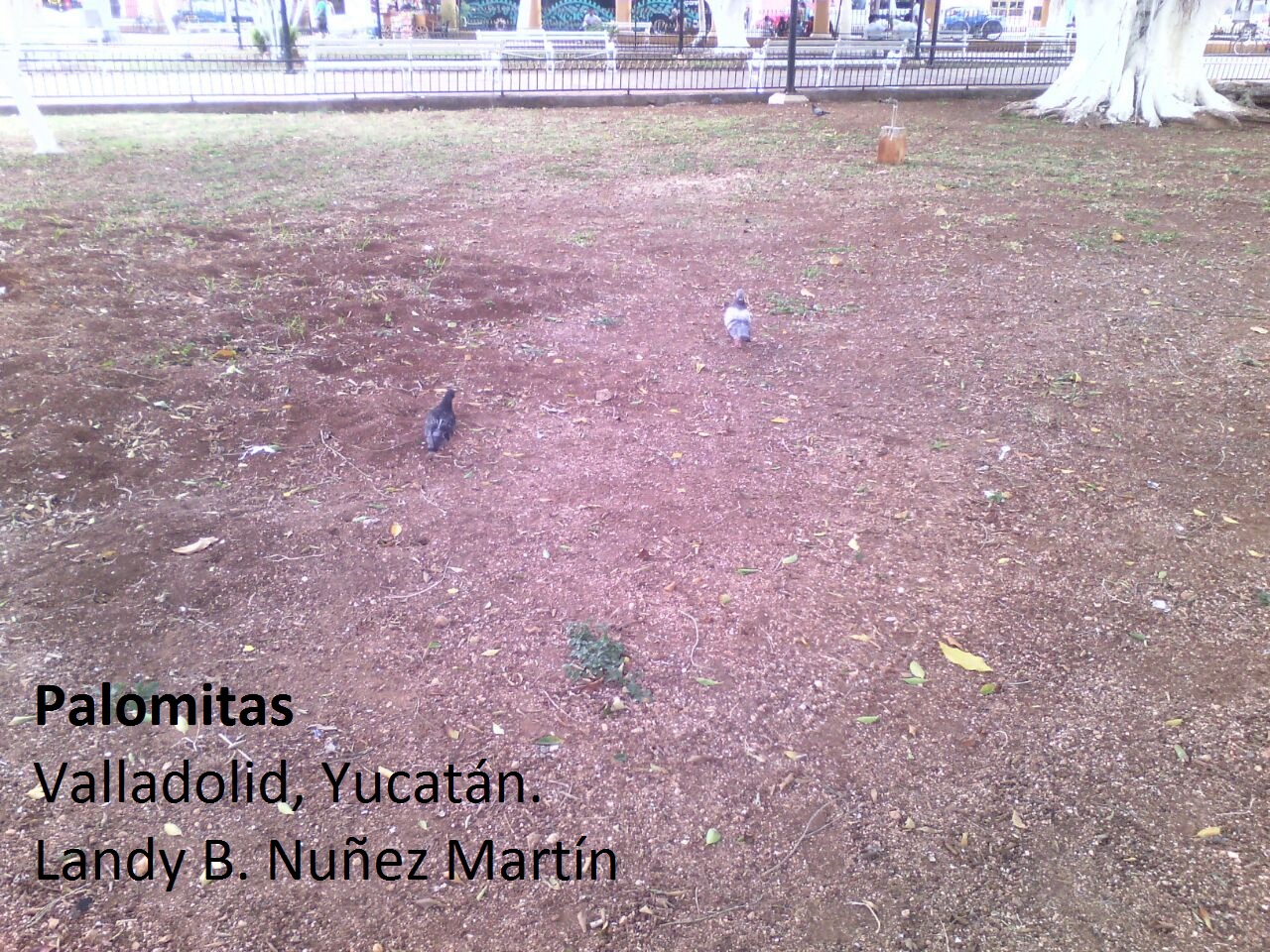 Palomitas.jpg