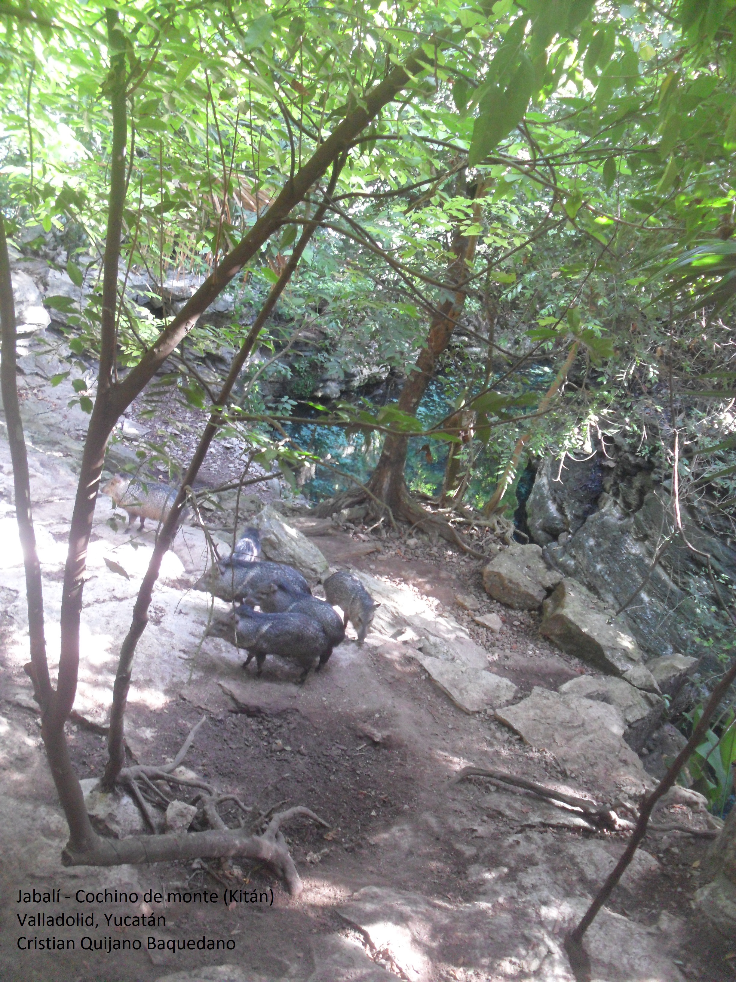 Jabalí.jpg