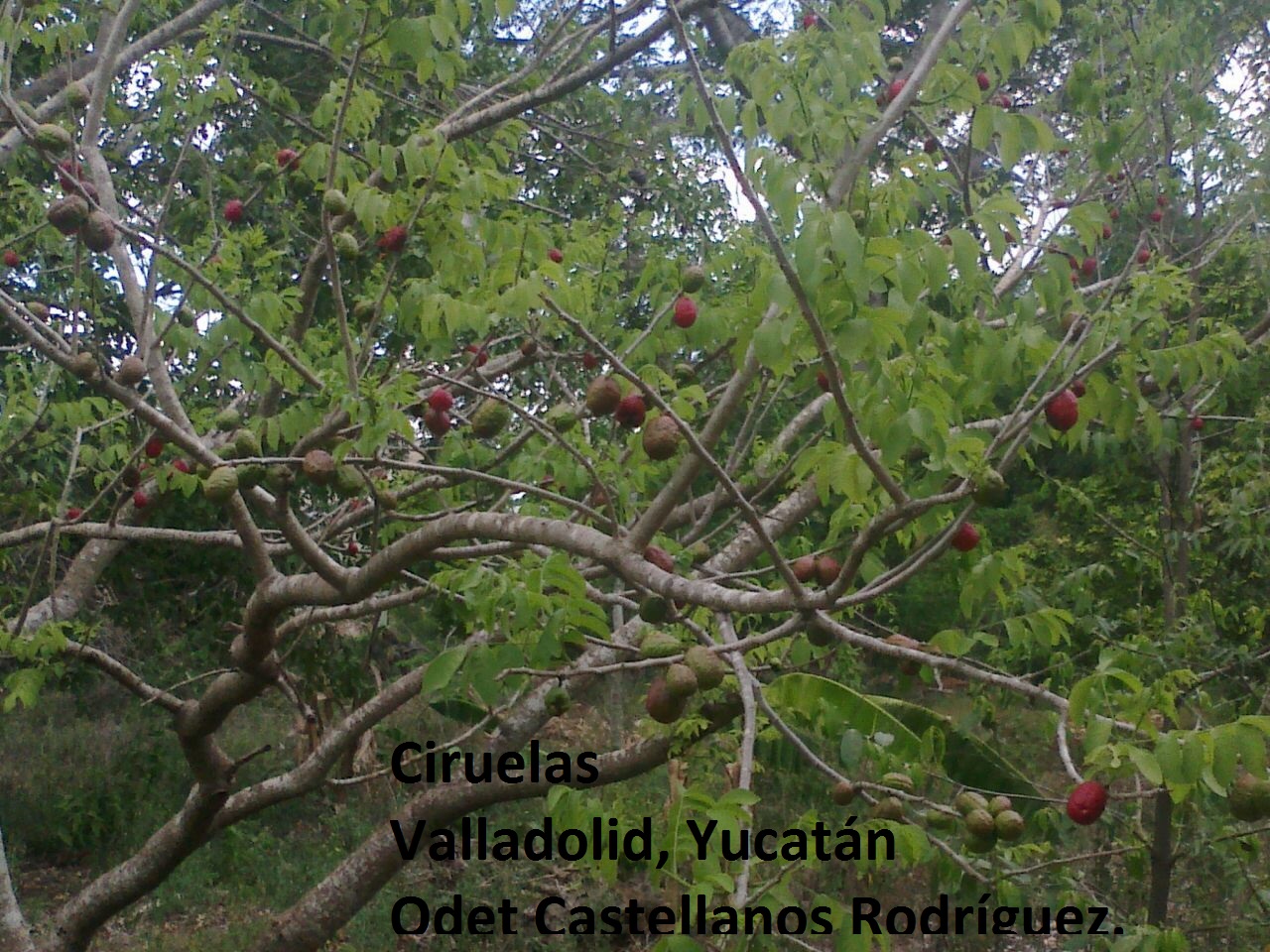 Ciruelas.jpg