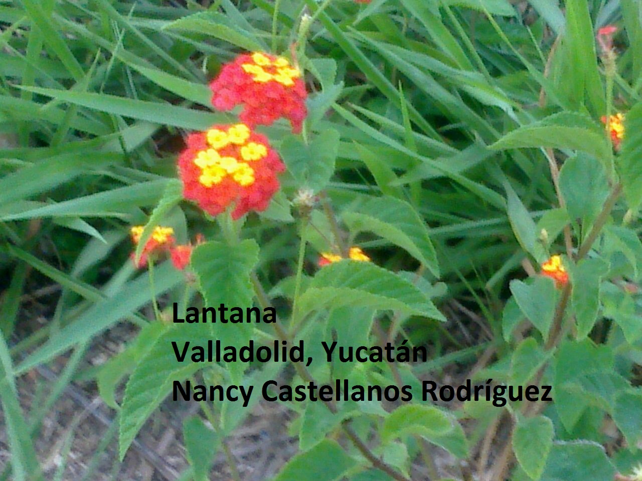 Lantana.jpg