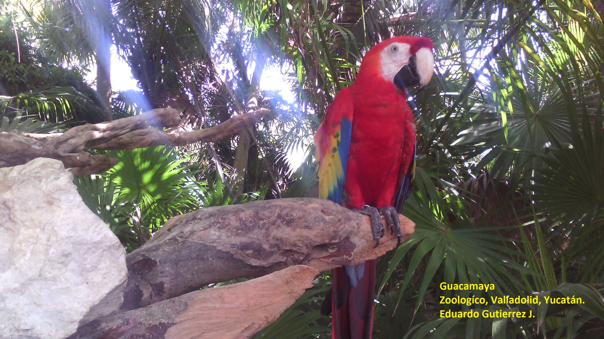 Guacamaya.jpg
