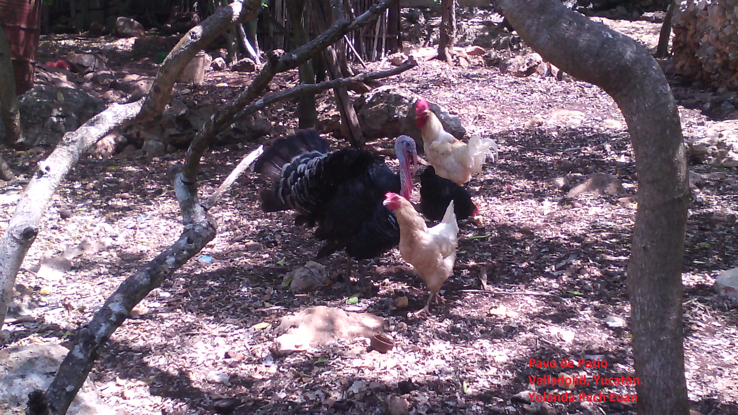 Pavo.jpg
