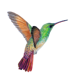 Colibrí berilio