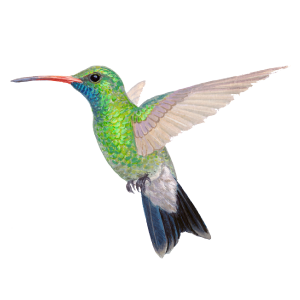 Colibrí pico ancho
