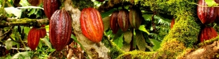 Realizados curso, taller y rueda de negocios sobre cacaos finos de aroma en el marco del CBM
