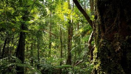 Indígenas reforestan el CBM gracias a iniciativa financiada por la cooperación alemana