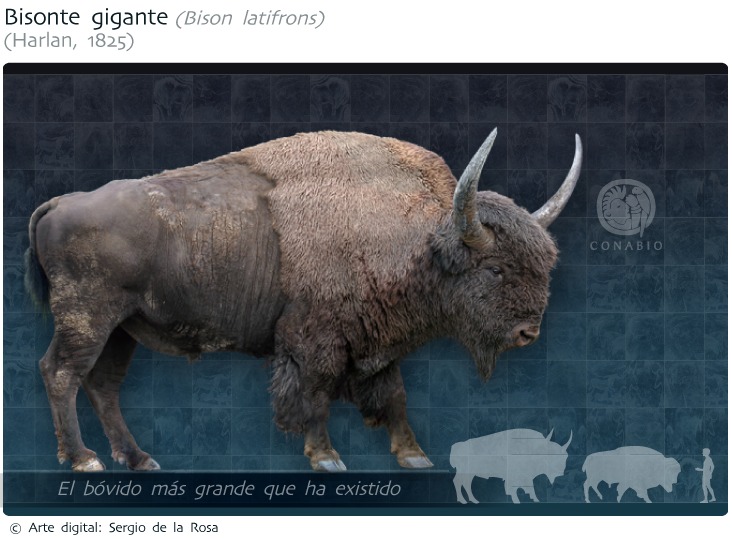 Bisonte_gigante