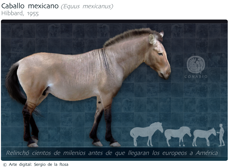 caballo_mexicano