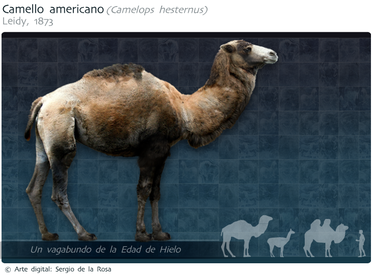 camello_americano
