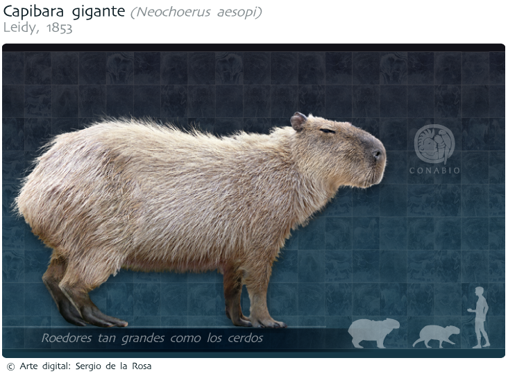 capibara_gigante