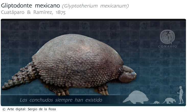 gliptodonte_mexicano