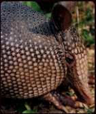 armadillo