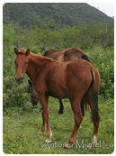 caballo