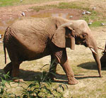 Elefante