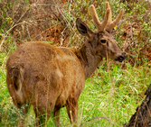 Huemul