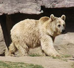 Oso Grizzly