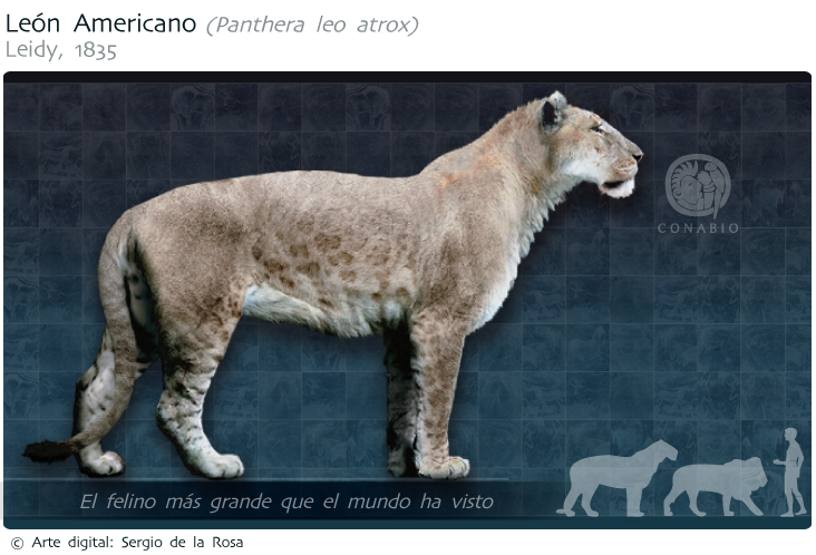 León Americano | Biodiversidad Mexicana