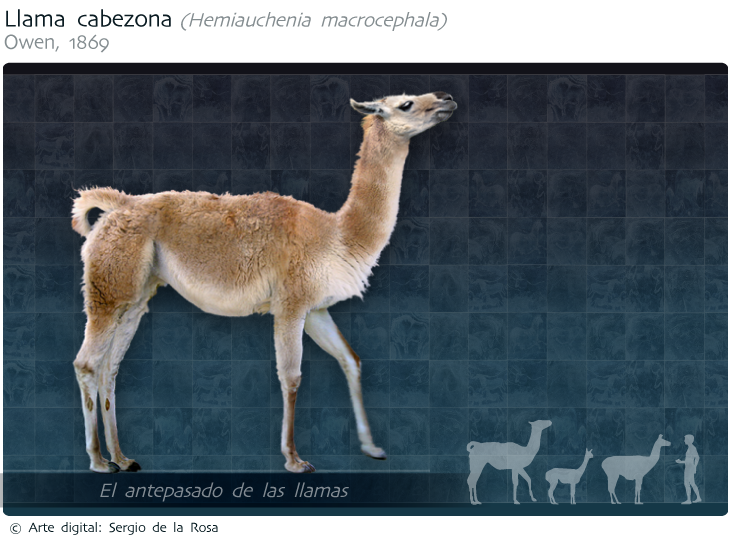 llama_cabezona