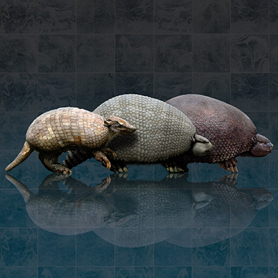 Armadillos