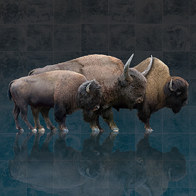 Bisontes