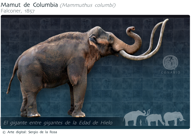 Mamut