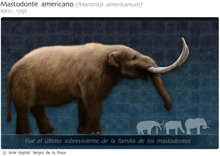 mastodonte bogota mastodonte bogota