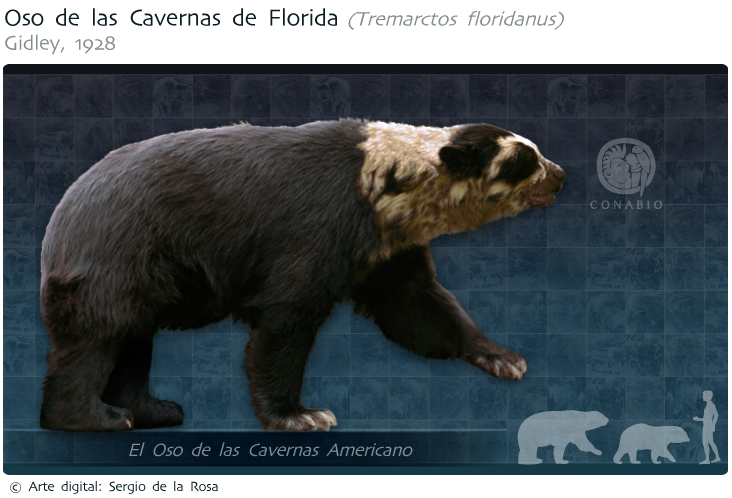 Oso de las cavernas