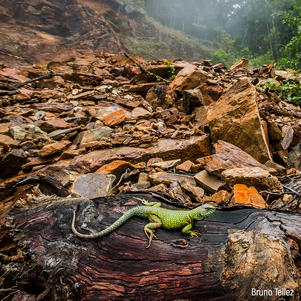 crisis de la biodiversidad