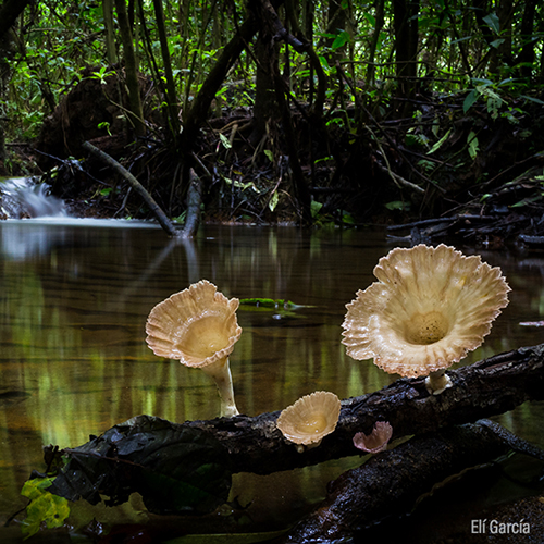 Biodiversidad