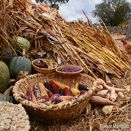 Agrobiodiversidad