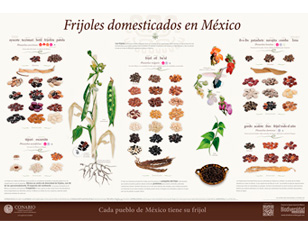 Cartel frijoles