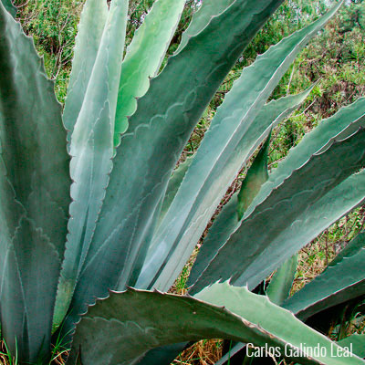 Magueyes