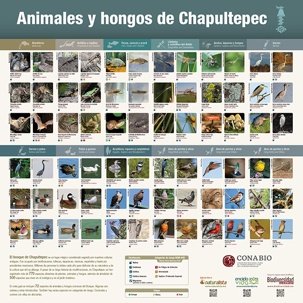 Guía Animales y hongos de chapultepec