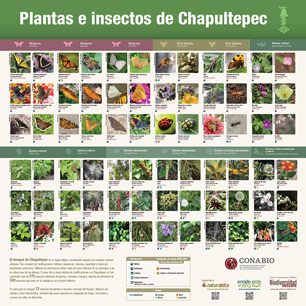 Guía de Plantas e Insectos