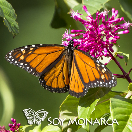 SoyMonarca