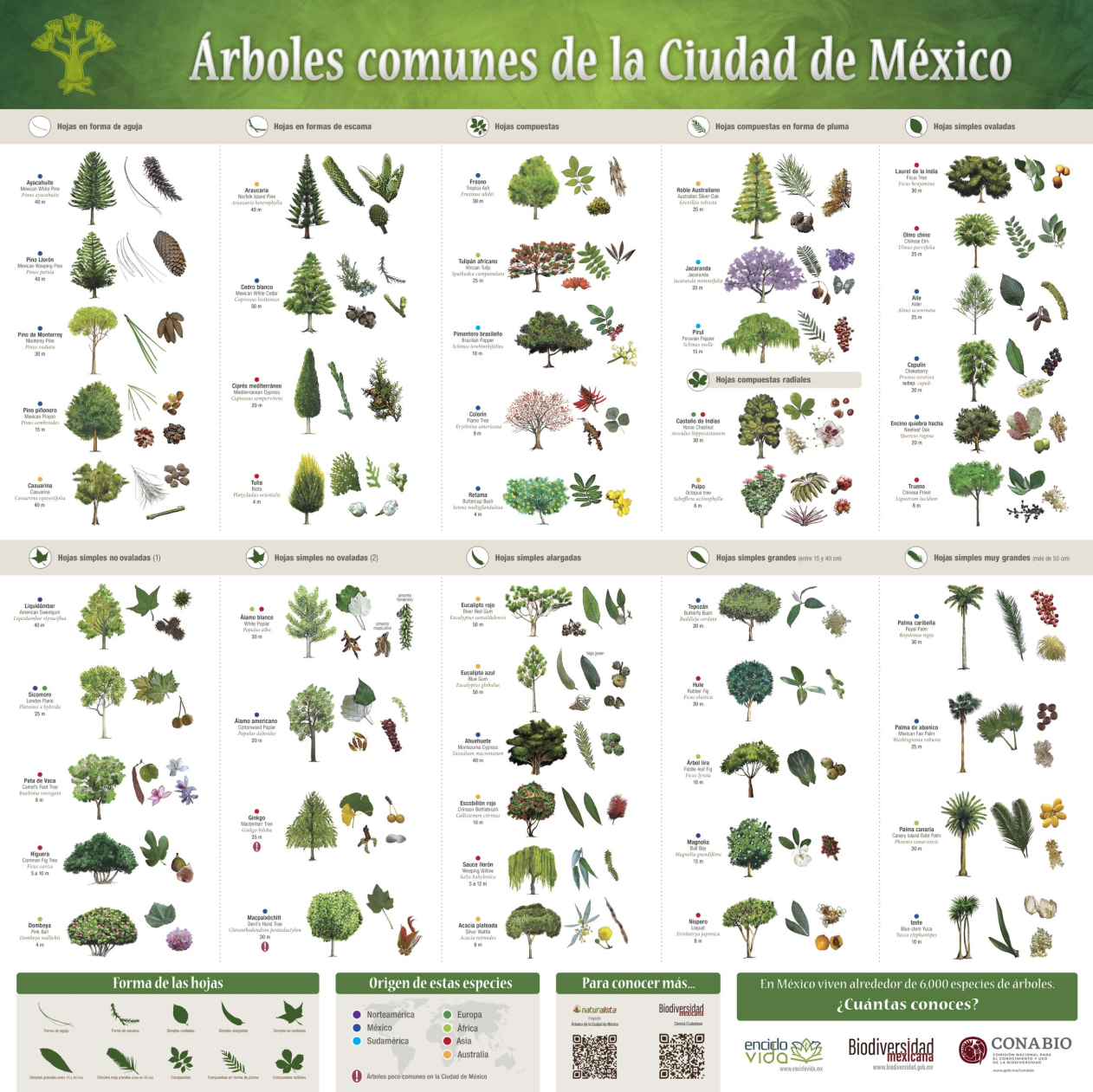 Guías de gran formato | Biodiversidad Mexicana