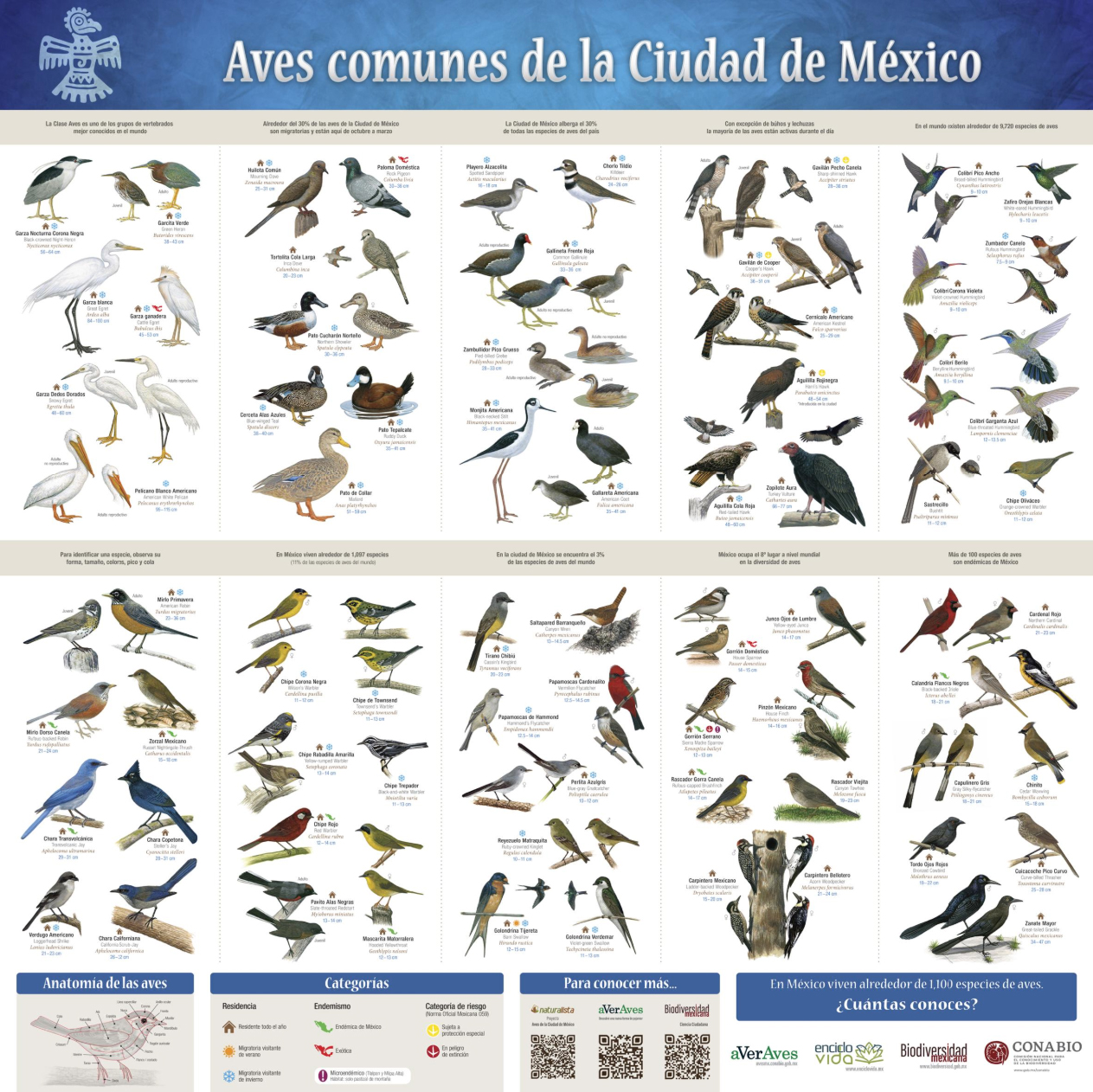 guía de aves