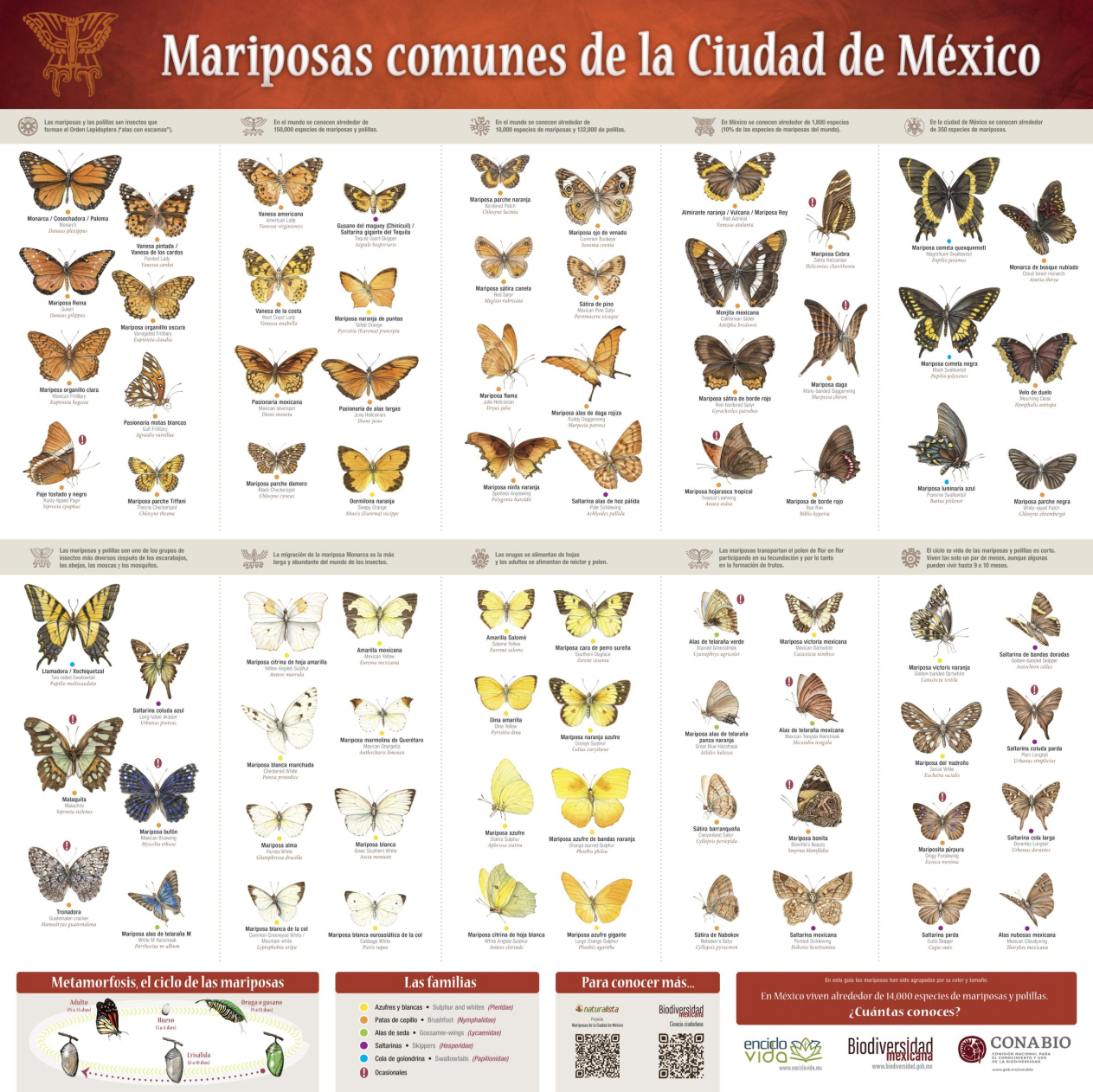 guía de mariposas