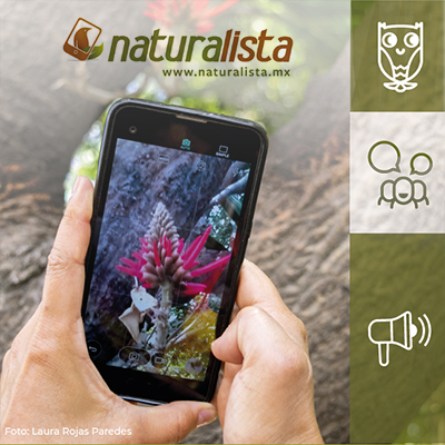 Naturalista