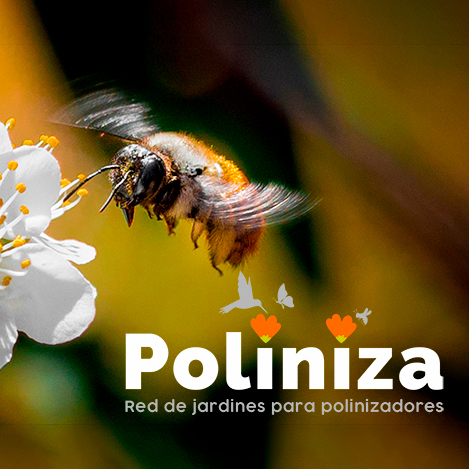 Poliniza