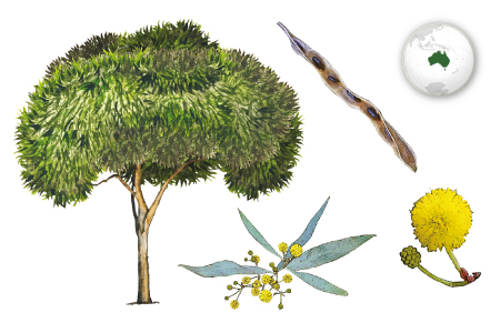 Acacia plateada
