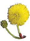 flor Amarilla