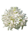 flor blanca