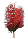 flor Roja