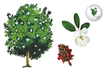 Magnolia, Yoloxóchitl
