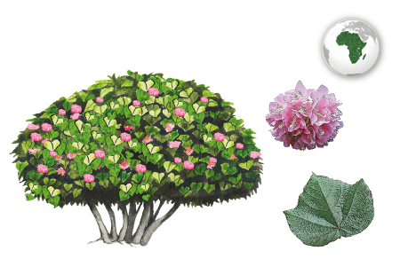 Dombeya, árbol de las hortensias, Bella aurora