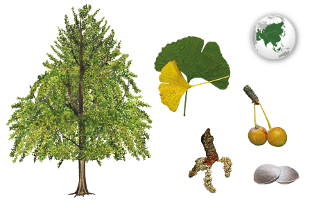 Ginkgo, árbol de los 40 escudos, Cabellera virginal